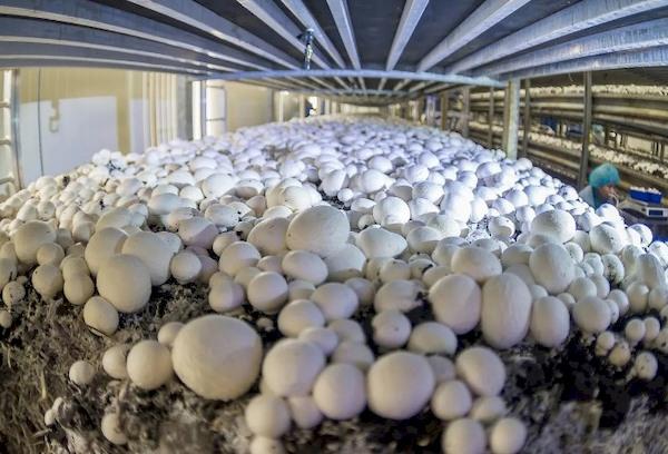 Champignon-Anbau auf dem Bauernhof
