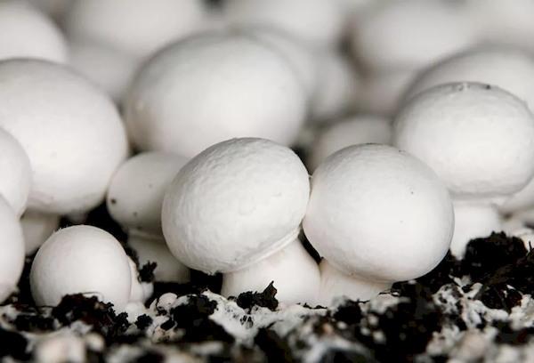 Weiße Champignons