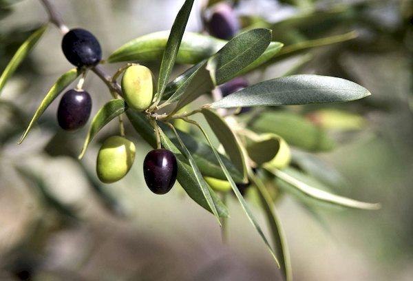 Die Früchte der Olive