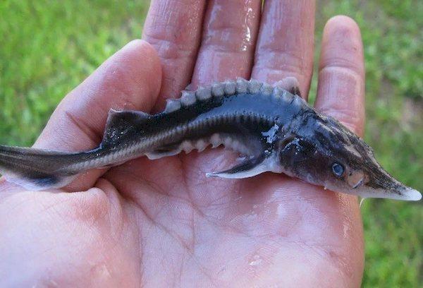 Der Stör – ein Fisch