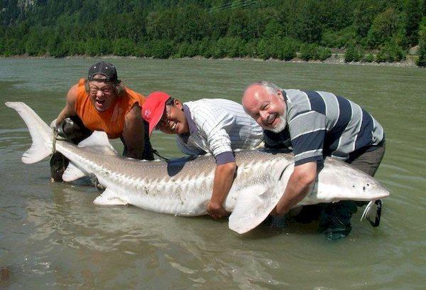 Riesiger Fisch