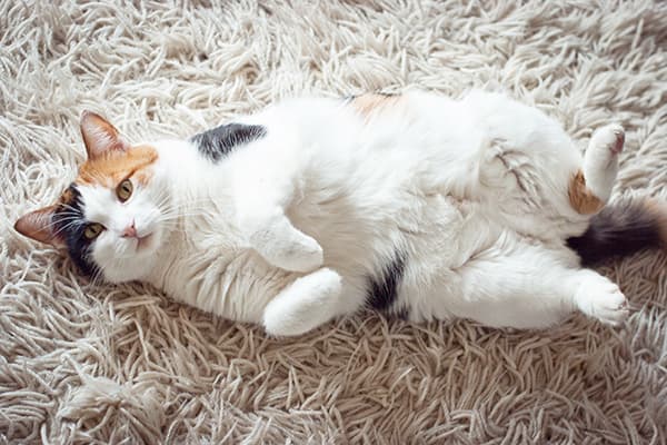 Katze auf dem Teppich