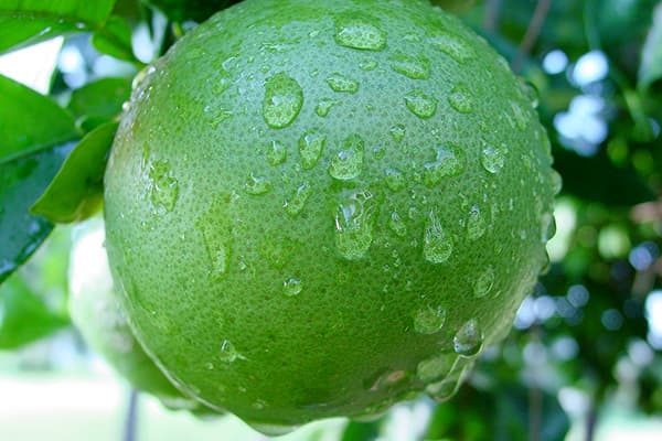 Frucht der Süßen Pomelo am Zweig