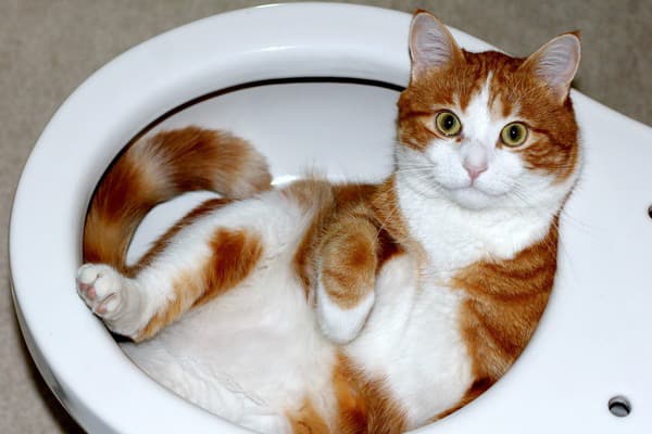 Katze in der Toilette
