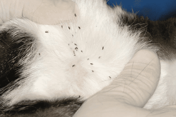 Flöhe bei der Katze