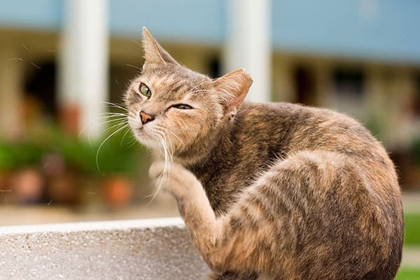 Freigängerkatze