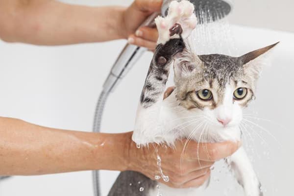 Das Baden der Katze