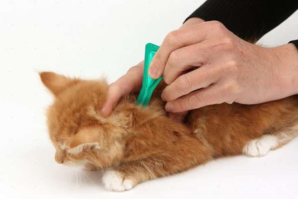 Auftragen von Flohhauttropfen bei der Katze auf den Nacken