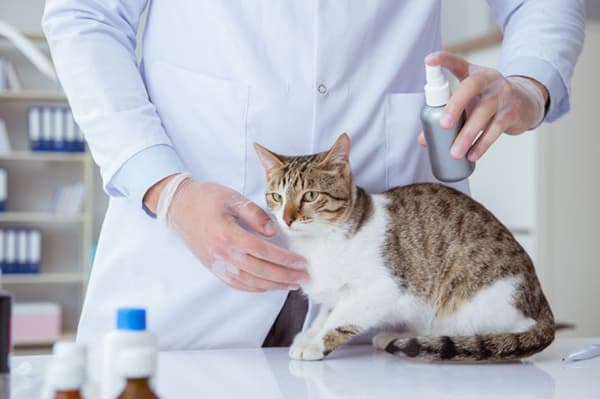 Behandlung der Katze mit Flohspray