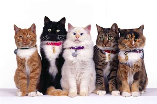 Katzen mit Halsbändern