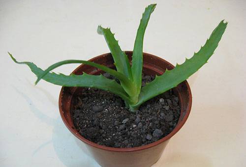 Gepflanzte Aloe