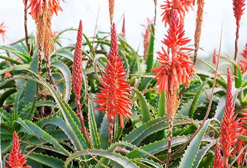 Blühende Aloe