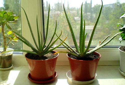 Aloe auf der Fensterbank