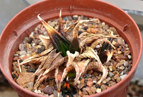 Eingetrocknete Aloe
