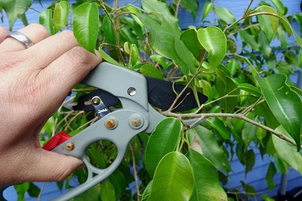 Rückschnitt des Ficus