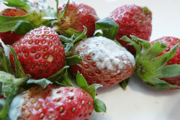 Verschimmelte Erdbeeren