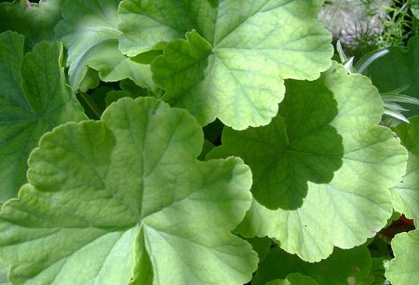 Blätter der Pelargonie
