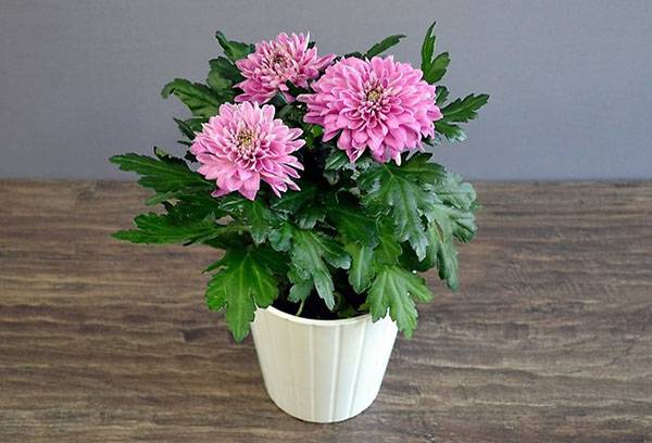 Topfchrysantheme für das Haus