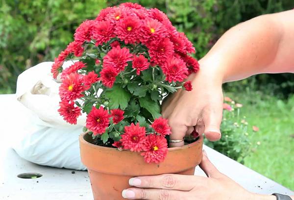 Umtopfen einer blühenden Chrysantheme