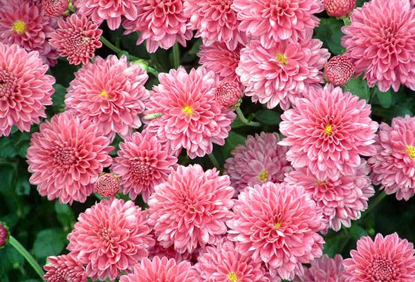 Chrysanthemenblüten
