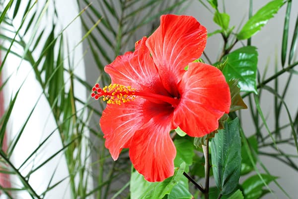 Hibiskus blüht