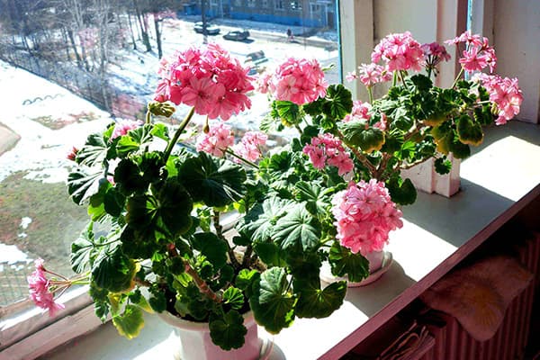 Rosa Geranie auf der Fensterbank