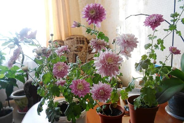 Blühende Chrysanthemen im Topf