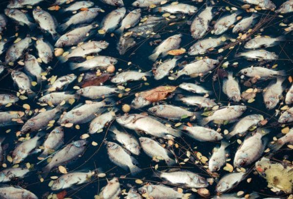 Massenhaftes Fischsterben