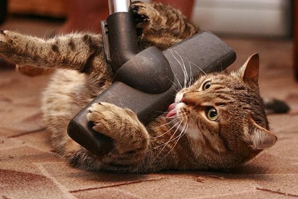 Katze und Staubsauger