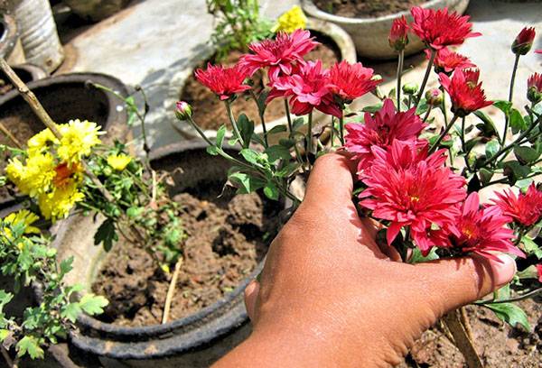 Das Einlagern von Chrysanthemen für den Winter