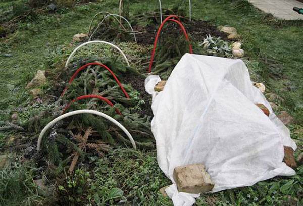 Abdecken von Chrysanthemen für den Winter