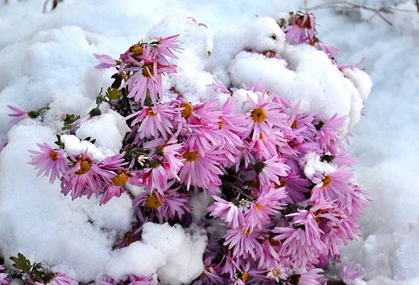 Chrysanthemen unter Schnee