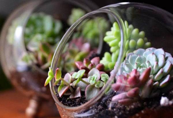Florarium mit Sukkulenten