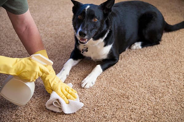 Reinigung eines Teppichs von Hundeurin