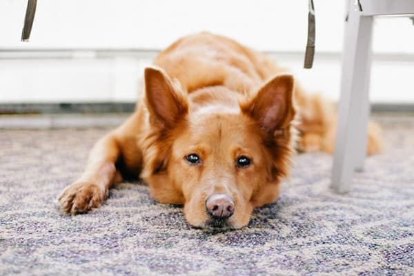 Ein Hund liegt auf dem Teppich