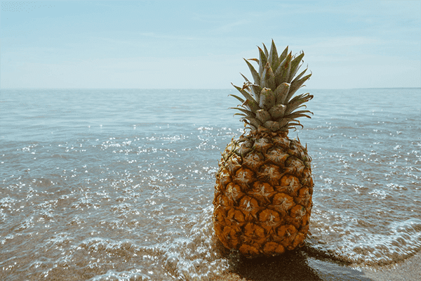 Spanische Ananas am Meeresufer
