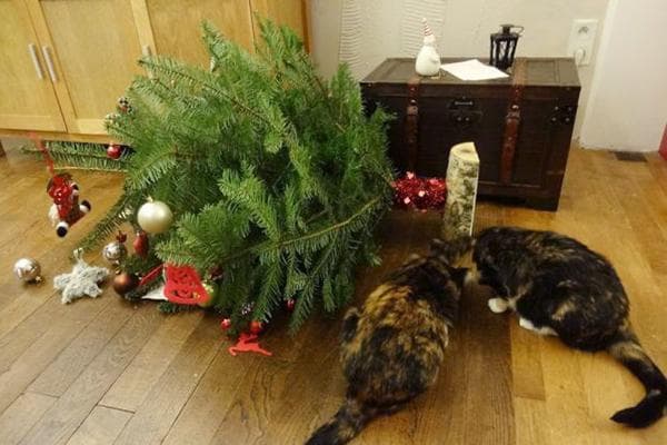 Katzen haben den Weihnachtsbaum umgestoßen