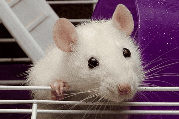 Weiße Hausratte