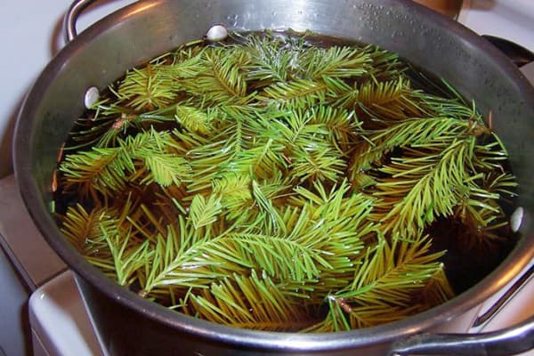 Zubereitung von Nadelholz-Abkochung