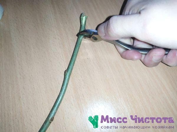 Foto3
